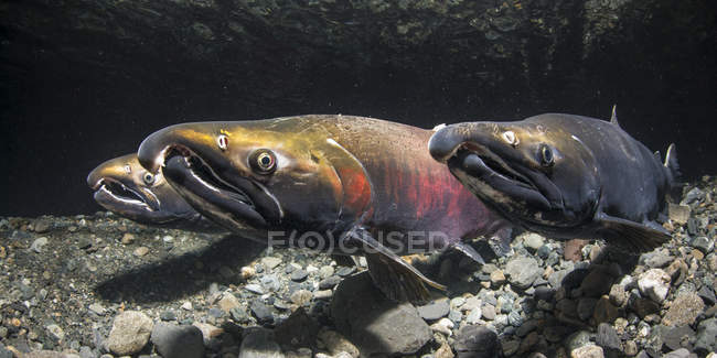 Alpha maschio Coho Salmon, noto anche come Silver Salmon (Oncorhynchus kisutch) mantiene la sua posizione poco prima di un rivale effettivamente bloccando la sua vista della femmina sul suo altro lato in un ruscello dell'Alaska durante l'autunno; Alaska — Foto stock