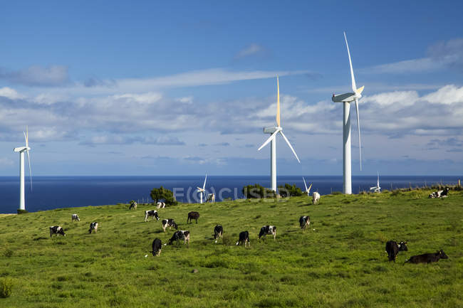 Windkraftanlagen auf einem Windpark und Rinder auf einer Weide, upolu point, North kohala, Insel Hawaii, Hawaii, Vereinigte Staaten von Amerika — Stockfoto