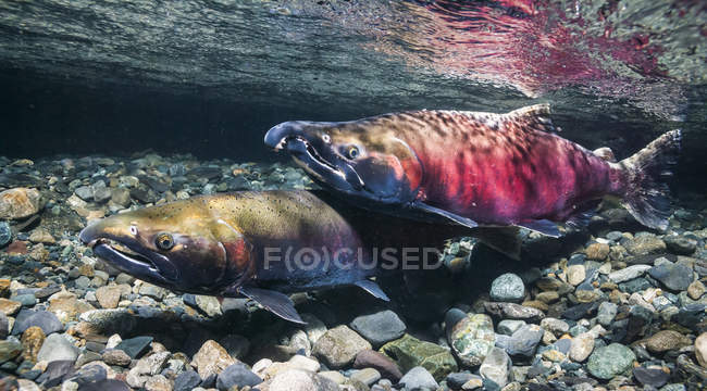 Un saumon coho mâle courtisant, également connu sous le nom de saumon argenté (Oncorhynchus kisutch), croise une femelle dans un ruisseau de l'Alaska pendant l'automne ; Alaska, États-Unis d'Amérique — Photo de stock
