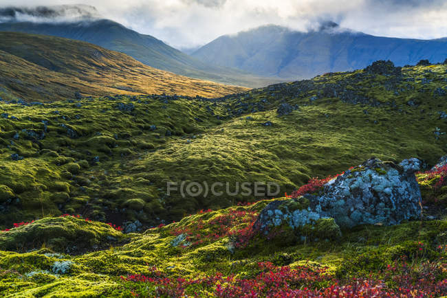 Schöne Farbe auf den bemoosten Lavafeldern auf der Schlangenhalbinsel; Island — Stockfoto