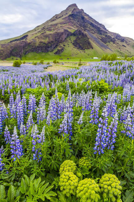 Feld mit bunten wilden Lupinenblüten vor einem vulkanischen Berggipfel, Island — Stockfoto
