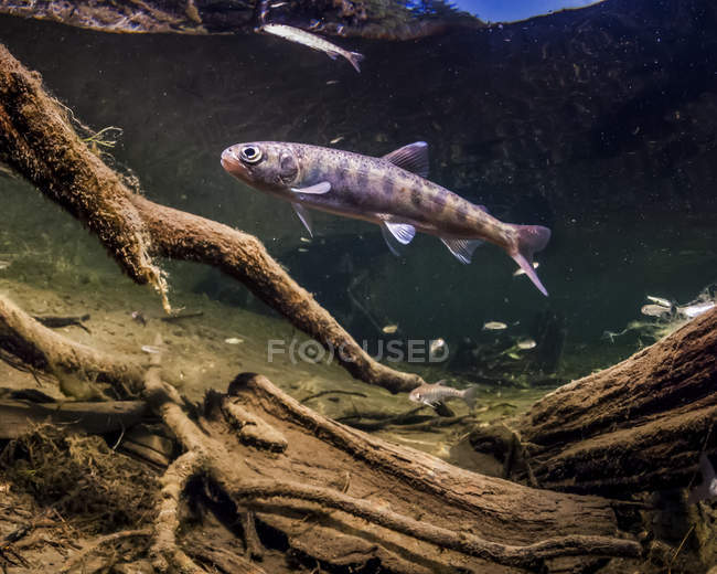 Saumon coho (aussi connu sous le nom de saumon argenté, Oncorhynchus kisutch) tacon rôdant près d'un barrage de castors dans un ruisseau du delta de la rivière Copper au printemps ; Alaska, États-Unis d'Amérique — Photo de stock