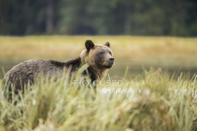 Orso grizzly (Ursus arctos horribilis) che cammina attraverso le erbe carice nella foresta pluviale del Grande Orso; Hartley Bay, Columbia Britannica, Canada — Foto stock