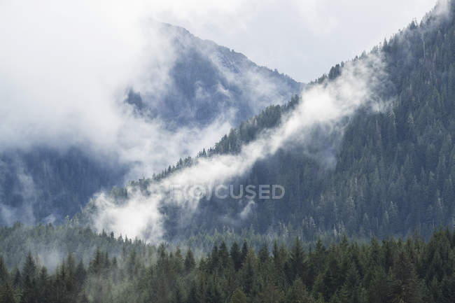 Vista panorâmica da floresta tropical Great Bear com névoa e nuvem baixa; Hartley Bay, British Columbia, Canadá — Fotografia de Stock