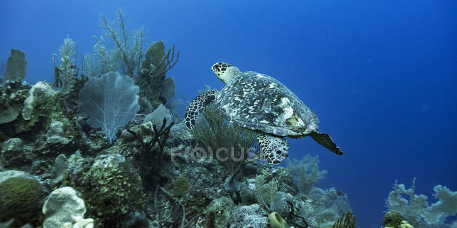 Tartaruga marinha Hawksbill (Eretmochelys imbricata); Belize — Fotografia de Stock