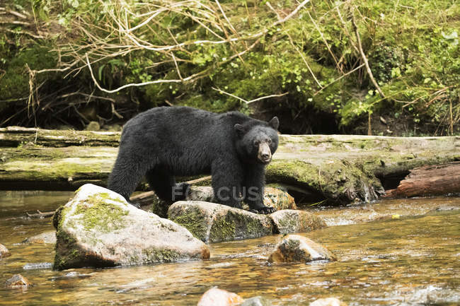 Black bear (Ursus americanus) fishing in the Great Bear Rainforest; Hartley Bay, British Columbia, Canada — Stock Photo