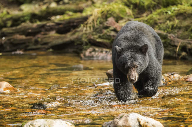 Черный медведь (Ursus felicanus), ловящий рыбу в Большом Медвежьем заливе; Хартли-Бей, Британская Колумбия, Канада — стоковое фото
