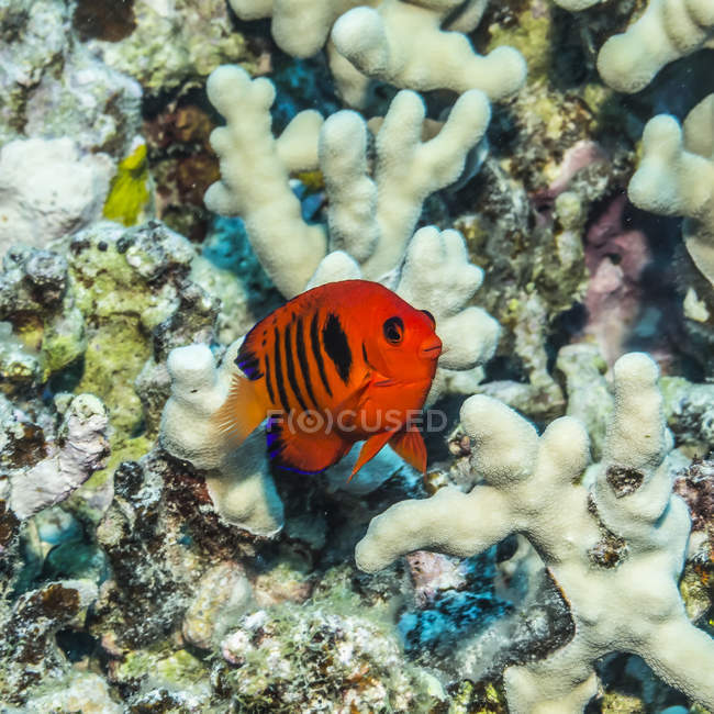 Fiamma Angelfish (Centropyge loricula) in Finger Coral (Porites compressa) al largo della costa di Kona; Isola delle Hawaii, Hawaii, Stati Uniti d'America — Foto stock