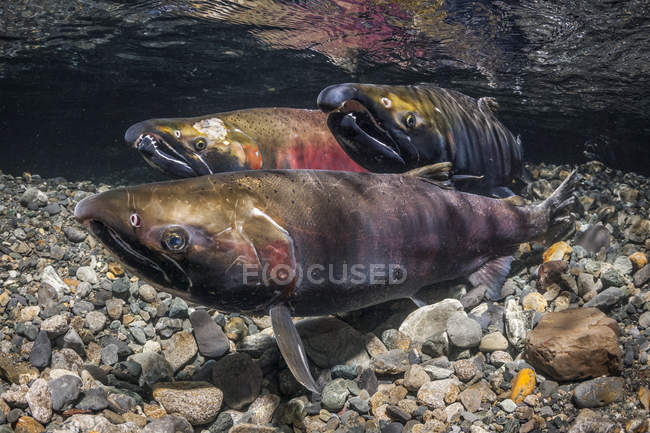 Salmone femmina di Coho, noto anche come Salmone d'Argento (Oncorhynchus kisutch) con concorrenti maschi alfa in un ruscello dell'Alaska durante l'autunno; Alaska, Stati Uniti d'America — Foto stock