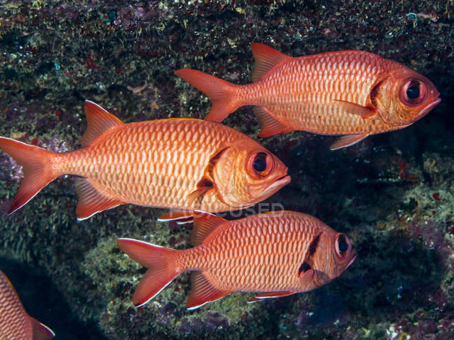 Deux grands poissons soldats (Myripristis berndti) et un poisson soldat brique (Myripristis amaena) au large de Kauai, Hawaï, au printemps ; Kauai, Hawaï, États-Unis d'Amérique — Photo de stock