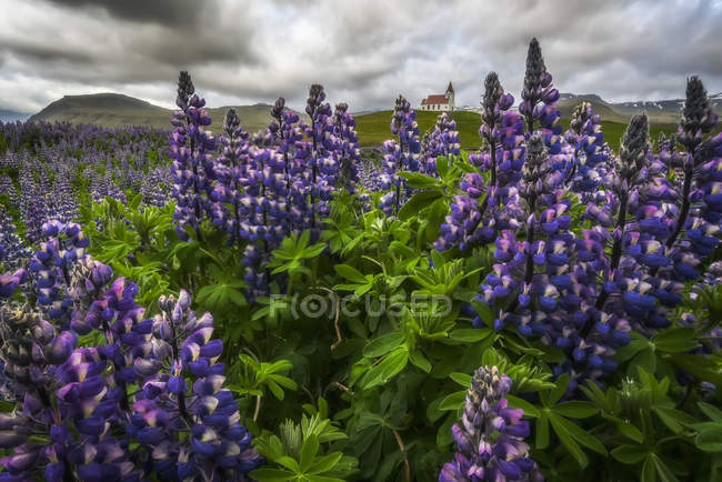 Lupinos salvajes creciendo en el campo de Islandia bajo cielos dramáticos y enmarcando una iglesia en el campo, Península Snaefellsness; Islandia - foto de stock