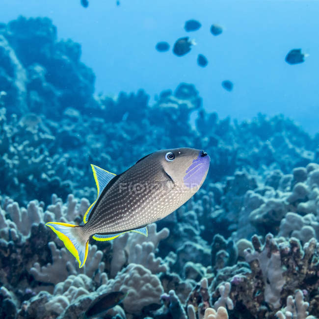 Male Gilded Triggerfish (Xanthichthys auromarginatus) with a coral reef background  off the Kona Coast; Island of Hawaii, Hawaii, United States of America — Stock Photo