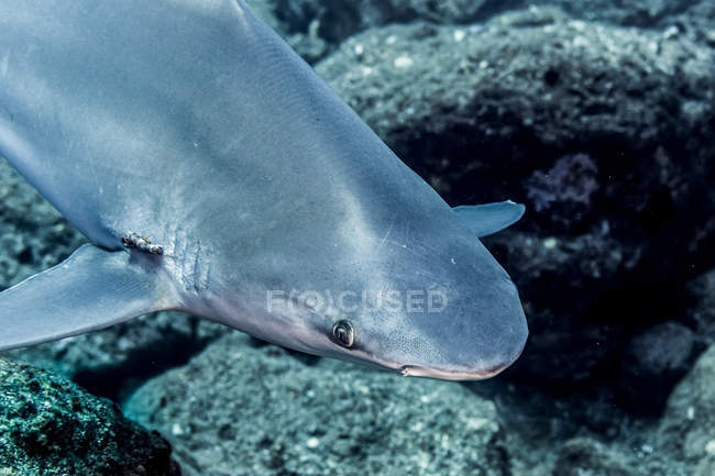 Sandbar Shark (Carcharhinus plumbeus) con parassiti vicino alle fessure branchiali che è stato fotografato durante le immersioni subacquee Isola di Ni'ihau, Hawaii, durante la primavera; Kauai, Hawaii, Stati Uniti d'America — Foto stock