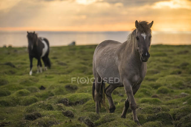 Icelandic horses walking along the ocean at sunset; Hofsos, Iceland — Stock Photo