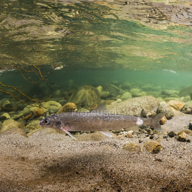 Pez blanco redondo infectado con el protozoo saprolegnia en su pedúnculo cadal en un arroyo de Alaska - foto de stock