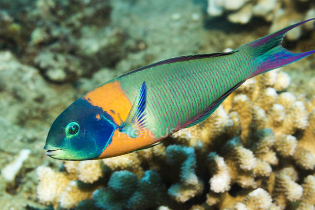 Седло Рассе (Thalassoma duperrey) является эндемиком Гавайев. Он был сфотографирован во время подводного плавания у Кауаи, Гавайи, весной; Кауаи, Гавайи, Соединенные Штаты Америки — стоковое фото