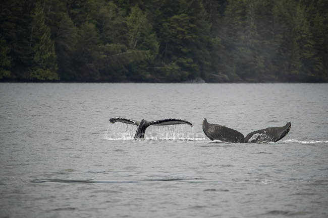 Humpback whales (Megaptera novaeangliae) flukes seen while the whales are diving; Hartley Bay, British Columbia, Canada — Stock Photo