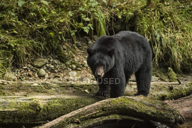 Urso negro (Ursus americanus) pesca na Grande Floresta Ursa; Hartley Bay, Colúmbia Britânica, Canadá — Fotografia de Stock