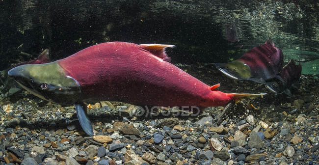 Male Sockeye Salmon (también conocido como Red Salmon, Oncorhynchus nerka) excavando en un arroyo de Alaska durante el verano. Este comportamiento se considera una actividad de desplazamiento indicativa de la frustración del macho al no ser capaz de desovar ; - foto de stock