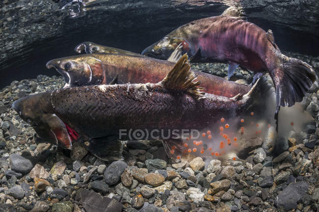 Coho Salmon, noto anche come Silver Salmon (Oncorhynchus kisutch) nell'atto di deporre le uova in un ruscello dell'Alaska durante l'autunno; Alaska, Stati Uniti d'America — Foto stock