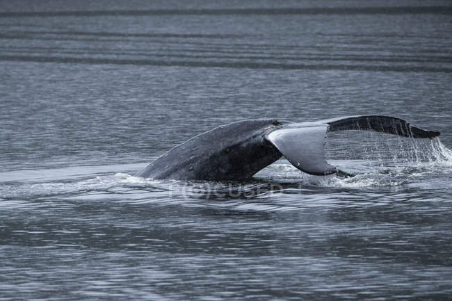 Humpback whale (Megaptera novaeangliae) with rope around it's fin, Great Bear Rainforest; Hartley Bay, British Columbia, Canada — Stock Photo