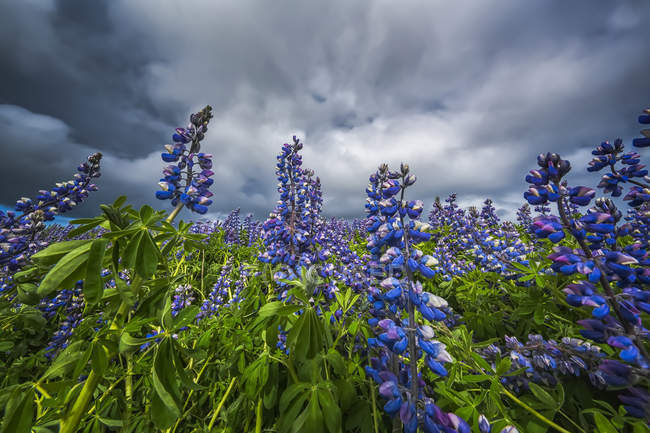 Lupines in the Icelandic landscape, Snaefellsness Peninsula; Iceland — Stock Photo