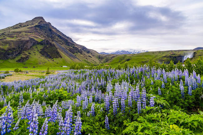 Field of lupines in vibrant color at sunset in front of a volcanic mountain, Iceland — Stock Photo