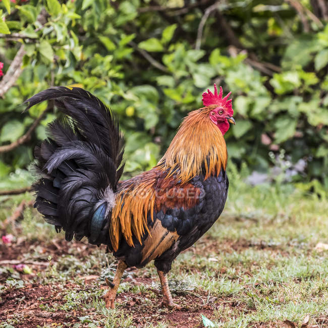 Gallus domesticus (Gallus gallus domesticus), uno dei tanti polli ruspanti presenti nelle isole Hawaii; Kauai, Hawaii, Stati Uniti d'America — Foto stock