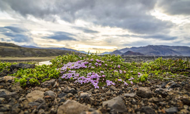 Pequeno afloramento de flores silvestres e musgo cobre a paisagem rochosa acidentada neste vale, Islândia — Fotografia de Stock