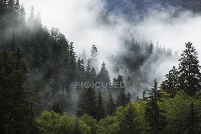 Vista panoramica della foresta pluviale del Grande Orso con nebbia e bassa nube; Hartley Bay, Columbia Britannica, Canada — Foto stock