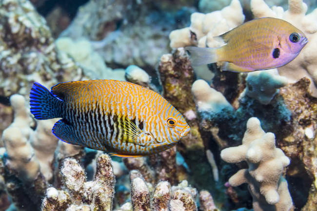 Angelfish de Potter (Centropyge potteri) que fue fotografiado bajo el agua mientras buceaba en la costa de Kona. Esta especie de pez es endémica de las islas hawaianas; Isla de Hawai, Hawái, Estados Unidos de América - foto de stock