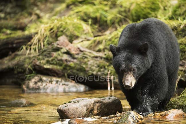 Pêche de l'ours noir (Ursus americanus) dans la forêt pluviale du Grand Ours ; Hartley Bay, Colombie-Britannique, Canada — Photo de stock