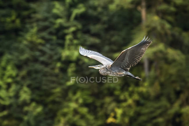 Great Blue Heron (Ardea herodias) em voo, Great Bear Rainforest; Hartley Bay, British Columbia, Canadá — Fotografia de Stock