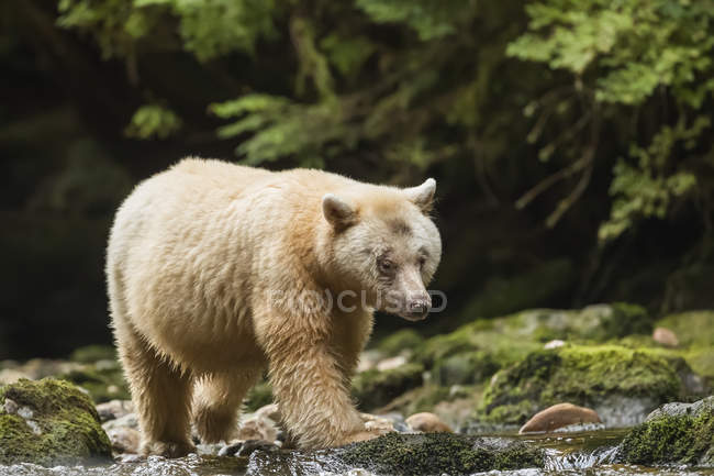 Spirit Bear, or Kermode Bear (Ursus americanus kermodei) fishing in the Great Bear Rainforest; Hartley Bay, British Columbia, Canada — Stock Photo