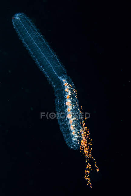 Underwater photograph of the putative Siphonophore species Agalma okeni taken during a blackwater (bluewater at night) scuba dive off the Kona Coast, the Big Island, Hawaii, during the summer; Island of Hawaii, Hawaii, United States of America — Stock Photo