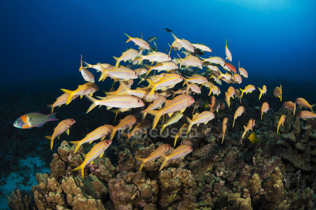 Gelbflossenziegenfisch (mulloidichthys vanicolensis); Insel Hawaii, Hawaii, Vereinigte Staaten von Amerika — Stockfoto