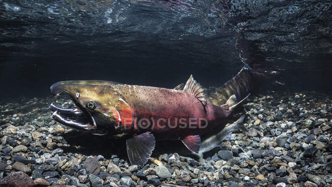 Жіночий Coho лосося, також відомий як срібло лосося (Тихоокеанський лосось kisutch) розпочинає на нерест близько до приєдналися Джек в Аляски потоку під час восени; Аляска, Сполучені Штати Америки — стокове фото
