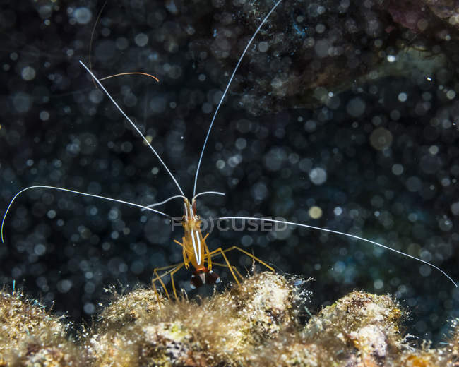 Скарлет чистих креветки (Lysmata amboiensis), яка була під водою сфотографували а підводного плавання Kona Coast; Острів Гаваях, Гаваї, США — стокове фото