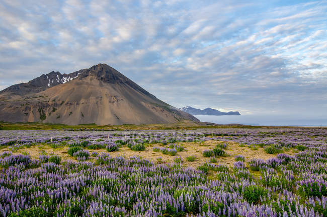 Beautiful volcanic mountain scene with wispy clouds and blue sky is accented in late evening light behind a field full of lupine wildflowers, Iceland — Stock Photo