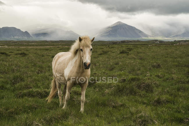 Icelandic horse in a grass field; Iceland — Stock Photo