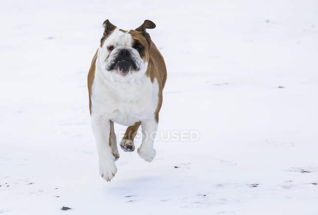 Cão correndo pela neve em direção à câmera; Islândia — Fotografia de Stock