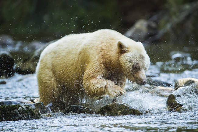 Urso Kermode (Ursus americanus kermodei), também conhecido como o Urso Espírita, pescando na floresta tropical Great Bear; Hartley Bay, British Columbia, Canadá — Fotografia de Stock