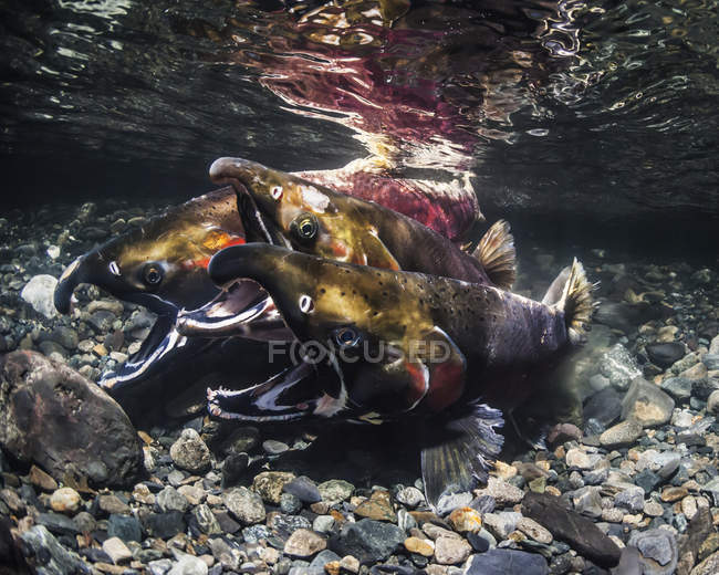 Salmone di Coho (noto anche come Salmone d'Argento, Oncorhynchus kisuch) nell'atto di deporre le uova in un ruscello dell'Alaska; Alaska, Stati Uniti d'America — Foto stock