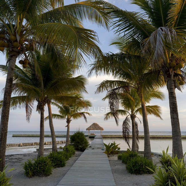 Paseo marítimo que conduce al muelle bordeado de palmeras y una vista al océano, Belice - foto de stock