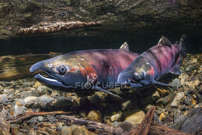 Um macho Coho Salmon, também conhecido como Silver Salmon (Oncorhynchus kisutch) vem ao lado e treme uma fêmea como parte do namoro em um córrego do Alasca durante o outono; Alaska, Estados Unidos da América — Fotografia de Stock