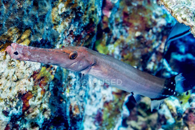 Китайський Trumpetfish (китайський Aulostomus) сфотографували а підводного плавання Kona Coast; Острів Гаваях, Гаваї, США — стокове фото