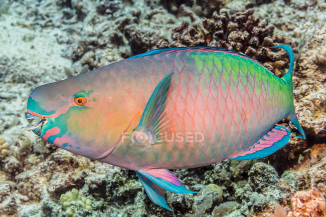 Терминальный самец Redlip Parrotfish (Scarus rubroviolaceus) сфотографирован во время дайвинга на побережье Коны; остров Гавайи, Гавайи, США — стоковое фото