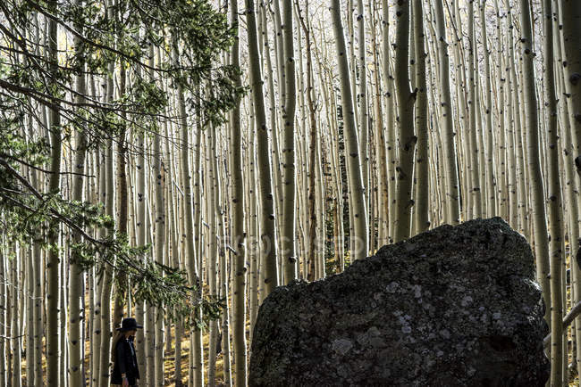 Femme marchant seule parmi les grands troncs d'arbres sans feuilles dans une forêt, Arizona, États-Unis d'Amérique — Photo de stock