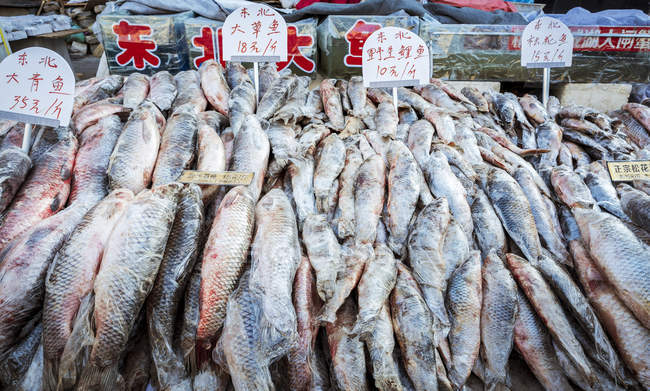Pesce in vendita in un mercato di strada; Datong, Cina — Foto stock