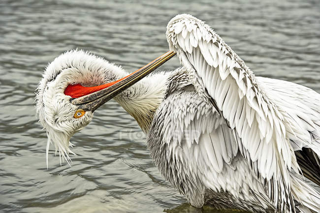 Pelikan putzt Federn im Wasser — Stockfoto